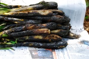 Calçots arrostiti