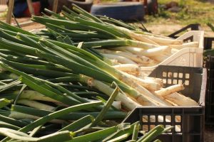 calçots freschi