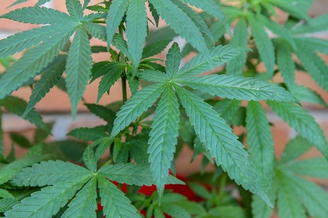 pianta di marijuana