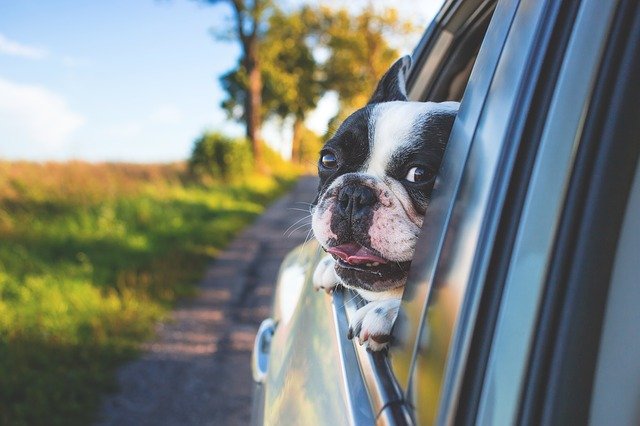 cane con testa fuori dal finestrino dell'auto