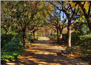 sentiero tra gli alberi