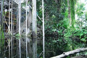 piante tropicali in acqua