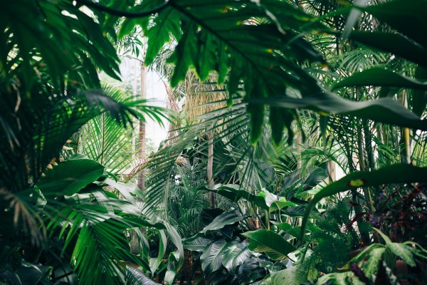 piante tropicali