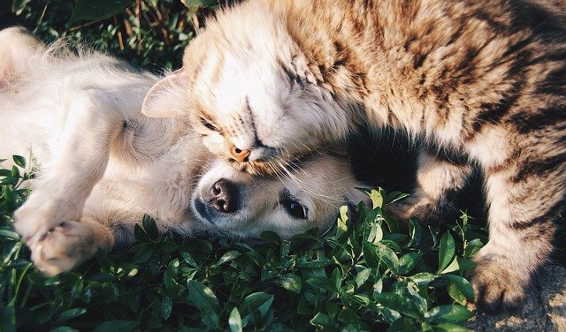 cane e gatto insieme sull'erba