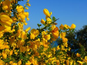 fiori gialli