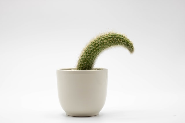 piccolo cactus in vaso bianco