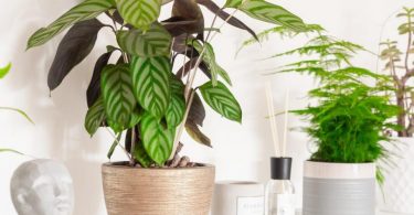 pianta da appartamento verde in vaso marrone su mensola bianca