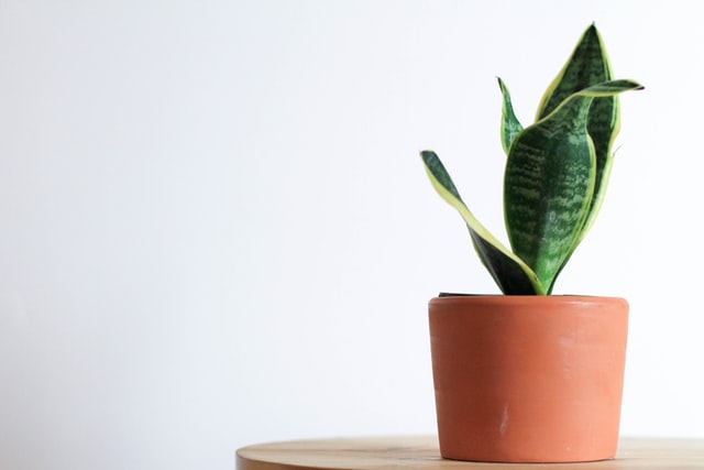 pianta verde in vaso di terracotta su tavolino di legno davanti a muro bianco