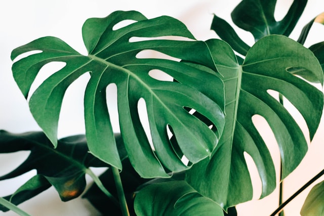 foglie verdi di monstera