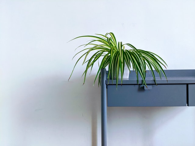 pianta verde su tavolino grigio davanti a muro bianco