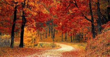 bosco con foglie rosse e gialle