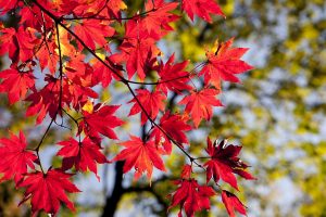 ramo con foglie rosse