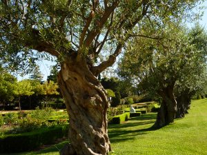 shbarcelona-festival-jardines-pedralbes