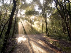 alt="sentiero in un bosco"