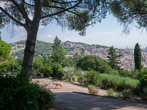 parco con alberi e cane