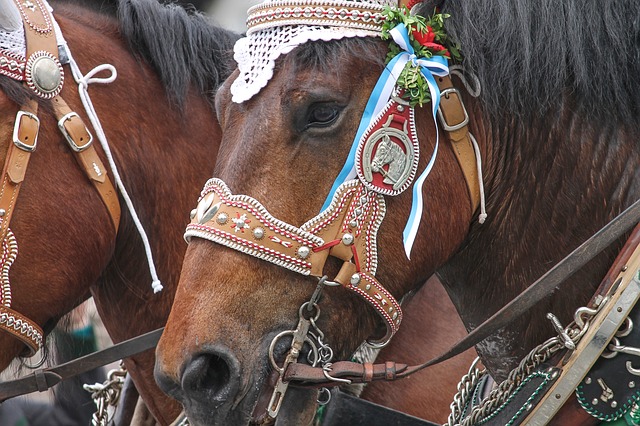 cavallo marrone con finimenti