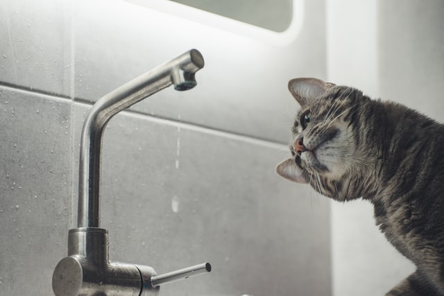 gatto guarda rubinetto
