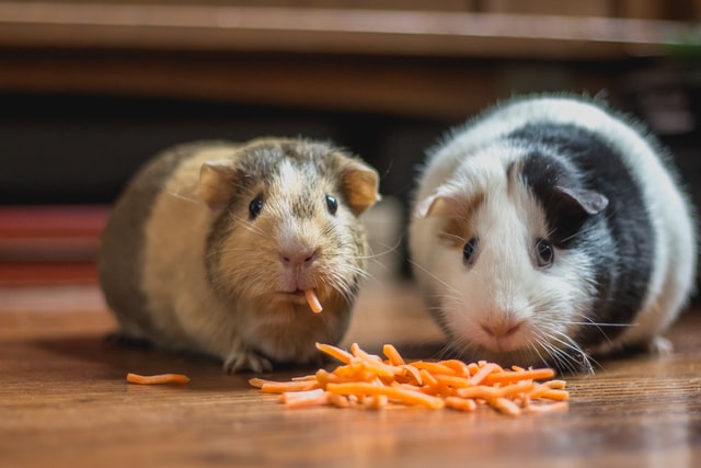 due porcellini d'india mangiano carote