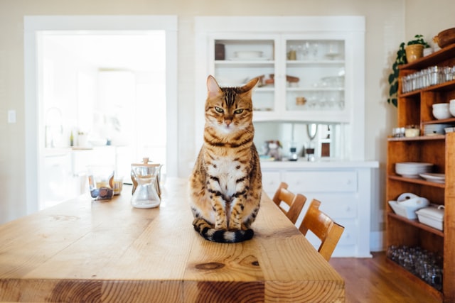 gatto tigrato seduto su tavolo di legno