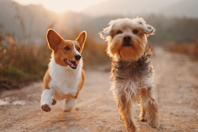 due cani corrono
