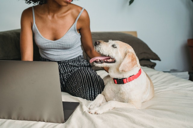 ragazza seduta su letto con pc accarezza cane