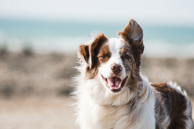 cane bianco e marrone davanti al mare