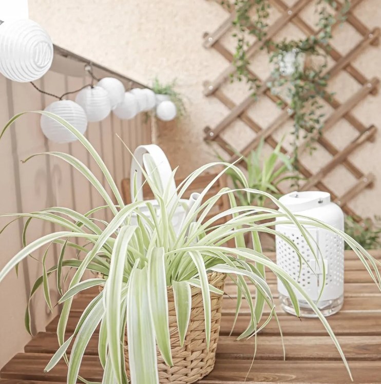 Balcone con piante ed elementi verticali